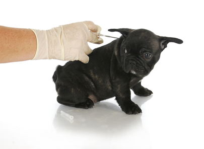 https://www.ben-zaken.co.il/wp-content/uploads/2013/05/animal_microchip.jpg