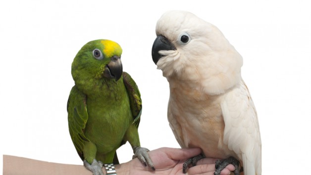 https://www.ben-zaken.co.il/wp-content/uploads/2013/05/birds-628x353.jpg