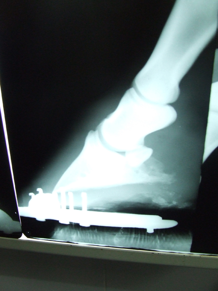 west nile and ring laminitis 0071