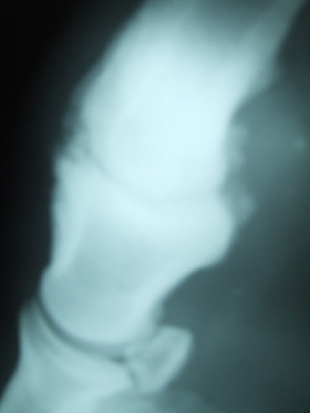 west nile and ring laminitis 0121
