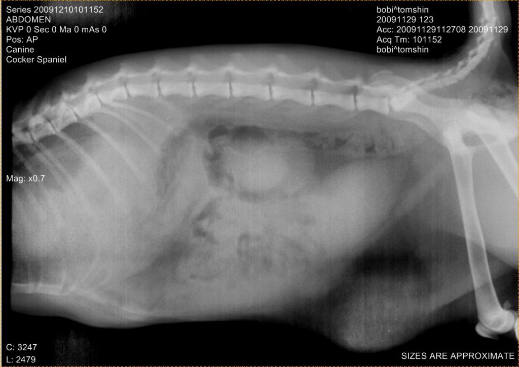   בקע סרעפתחי לחתול צעיר בן שנה לא רואים את הקו הסרעפת וחלק מאבריי הבטן בתוך החזה 
