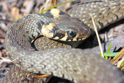 https://www.ben-zaken.co.il/wp-content/uploads/2013/06/snake2.jpg