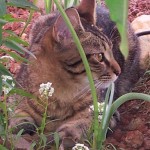 cat2