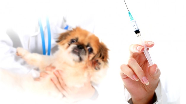 https://www.ben-zaken.co.il/wp-content/uploads/2014/08/Vaccination-628x353.jpg